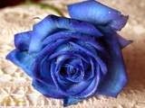 Blue Rose Ironing 959813 Image 0