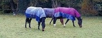 Wythall Equine Laundry Services 967870 Image 3